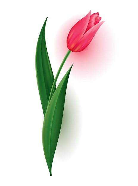 Realistic tulip with bud stem with green leave Beautiful spring pink blossom flower Vector design element for invitation greeting card or save the date card