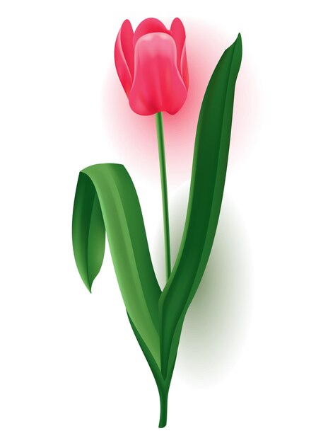 Vector realistic tulip with bud stem with green leave beautiful spring pink blossom flower vector design element for invitation greeting card or save the date card