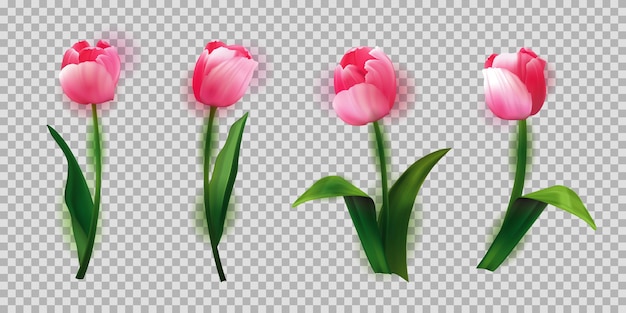 Realistic tulips set beautiful buds illustration