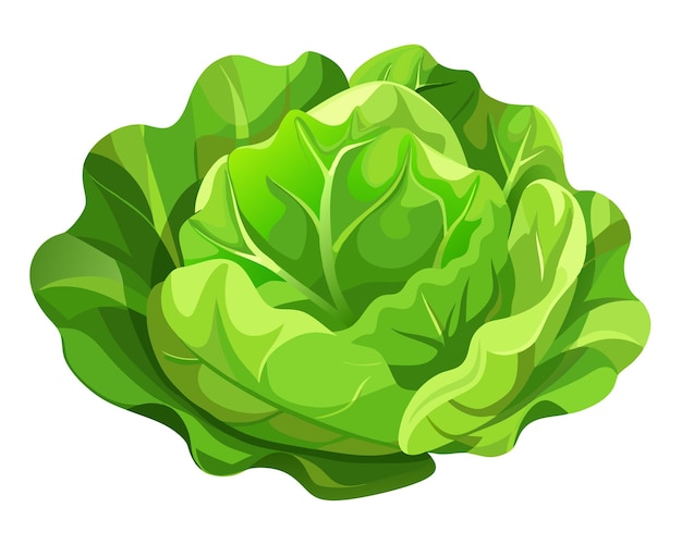 Realistic vector of crisp green lettuce leaves with delicate veins isolated on a white background