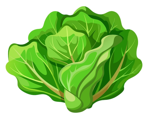 Vector realistic vector of crisp green lettuce leaves with delicate veins isolated on a white background