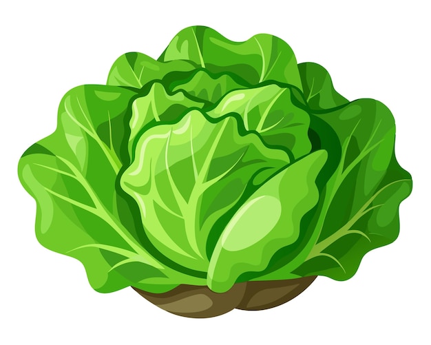 Realistic vector of crisp green lettuce leaves with delicate veins isolated on a white background