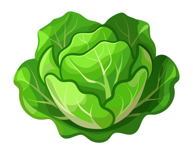 Realistic vector of crisp green lettuce leaves with delicate veins isolated on a white background