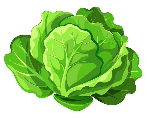 Vector realistic vector of crisp green lettuce leaves with delicate veins isolated on a white background