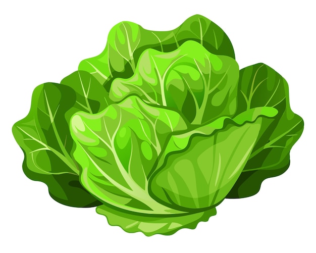 Realistic vector of crisp green lettuce leaves with delicate veins isolated on a white background