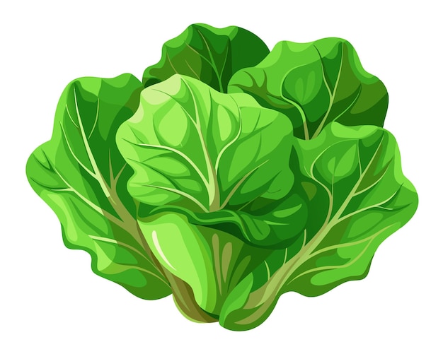 Vector realistic vector of crisp green lettuce leaves with delicate veins isolated on a white background