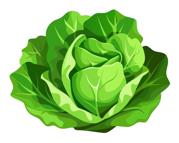 Vector realistic vector of crisp green lettuce leaves with delicate veins isolated on a white background