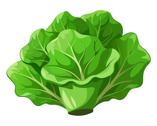 Realistic vector of crisp green lettuce leaves with delicate veins isolated on a white background