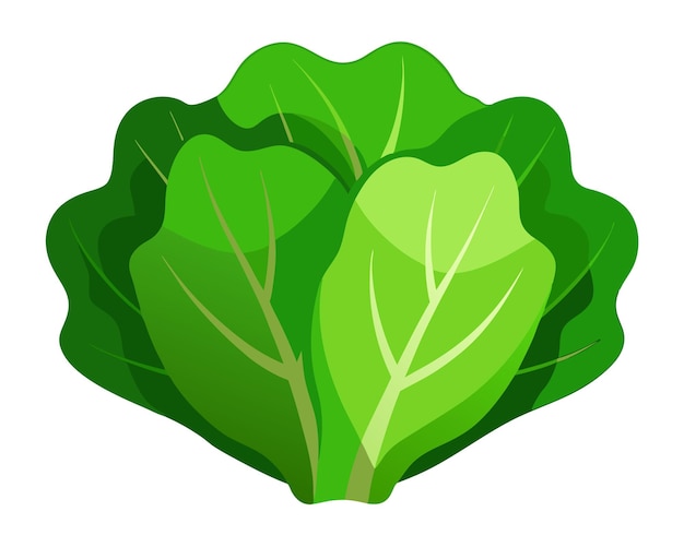 Realistic vector of crisp green lettuce leaves with delicate veins isolated on a white background