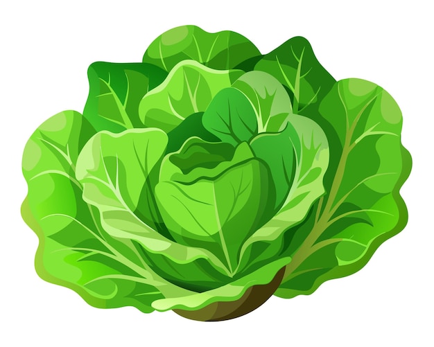 Realistic vector of crisp green lettuce leaves with delicate veins isolated on a white background