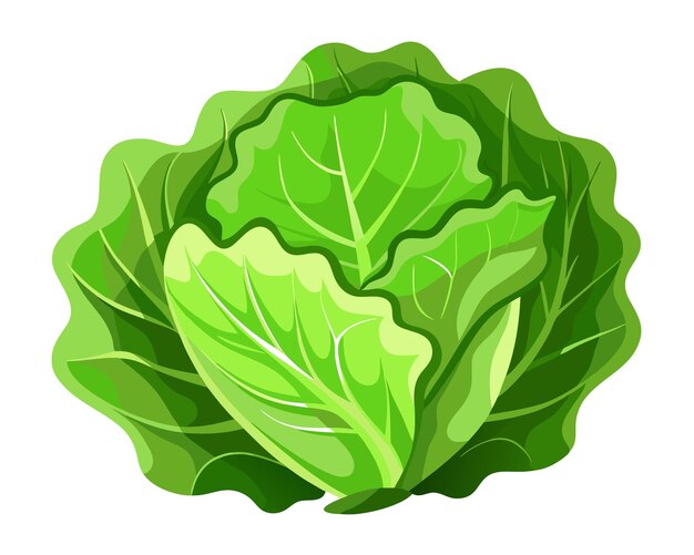 Vector realistic vector of crisp green lettuce leaves with delicate veins isolated on a white background