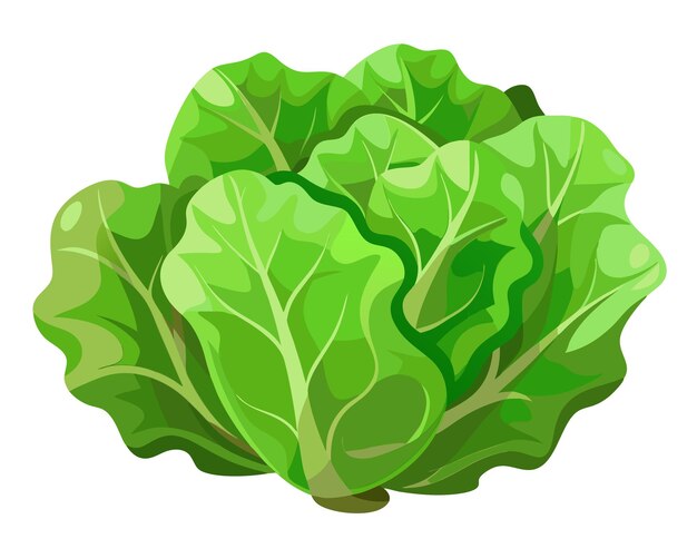 Realistic vector of crisp green lettuce leaves with delicate veins isolated on a white background