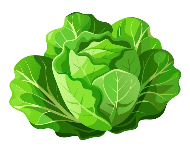 Realistic vector of crisp green lettuce leaves with delicate veins isolated on a white background