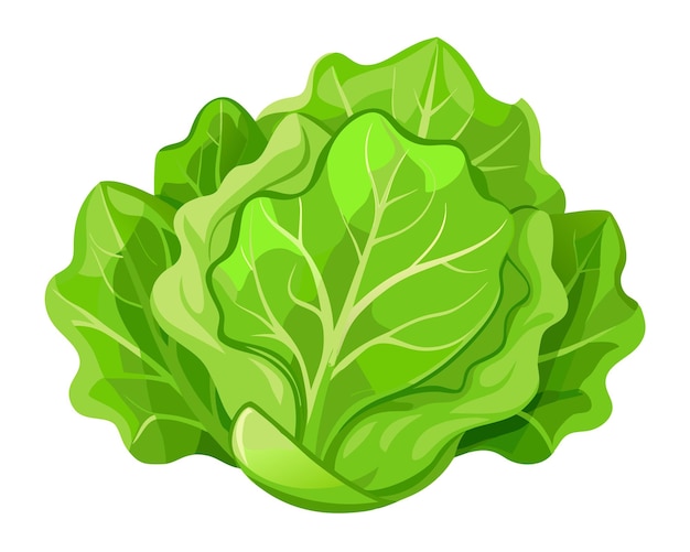 Realistic vector of crisp green lettuce leaves with delicate veins isolated on a white background