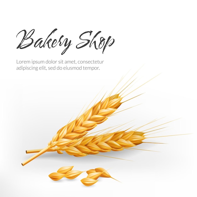 Realistic vector illustration of a golden ear of wheat for bakery shops Represents agriculture