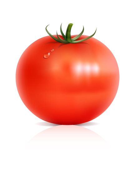 Realistic vector Tomato