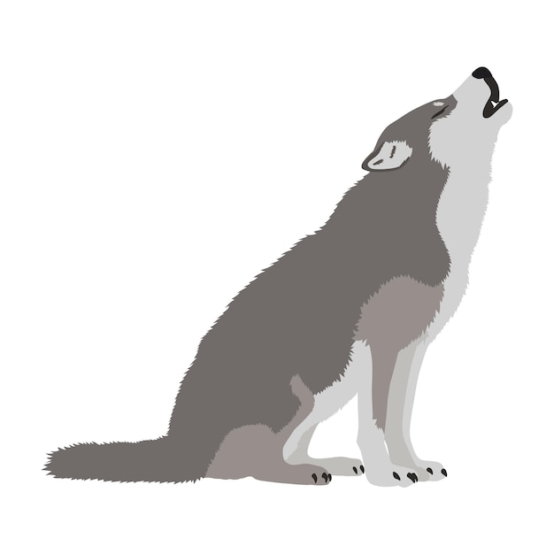 Realistic vector wolf howling on a white background