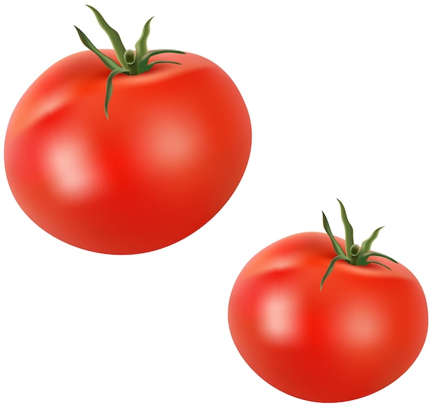 realistic vegetable isolated on a transparent background high quality vector