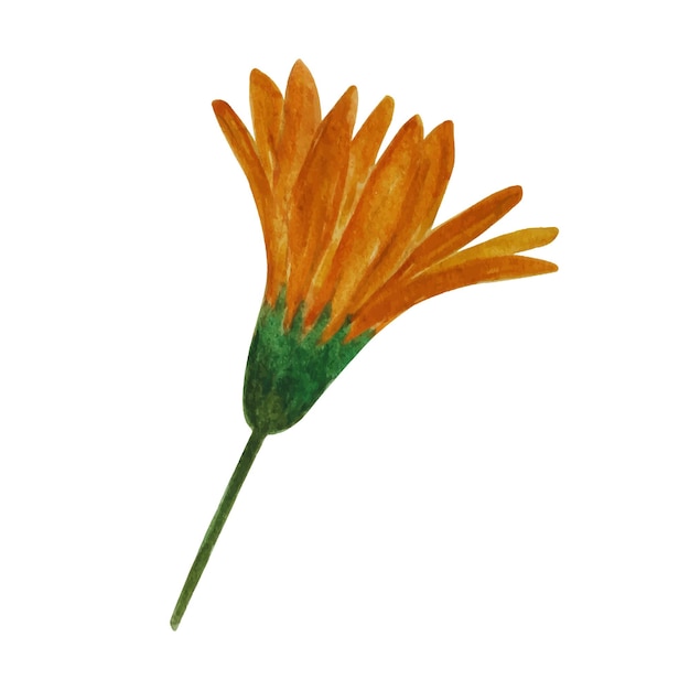 Realistic watercolor painting of calendula marigold for gift card wedding invitation design