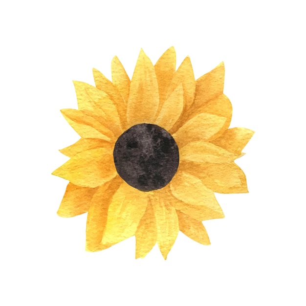 Realistic watercolor sunflower