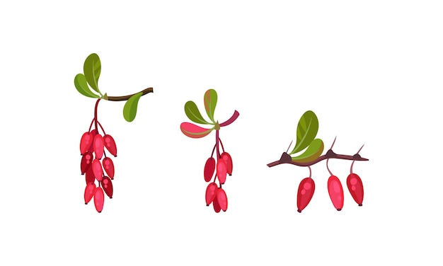 Red Berberis or Barberry Hanging on Leafy Twig Vector Set