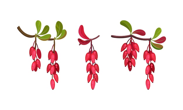 Vector red berberis or barberry hanging on leafy twig vector set