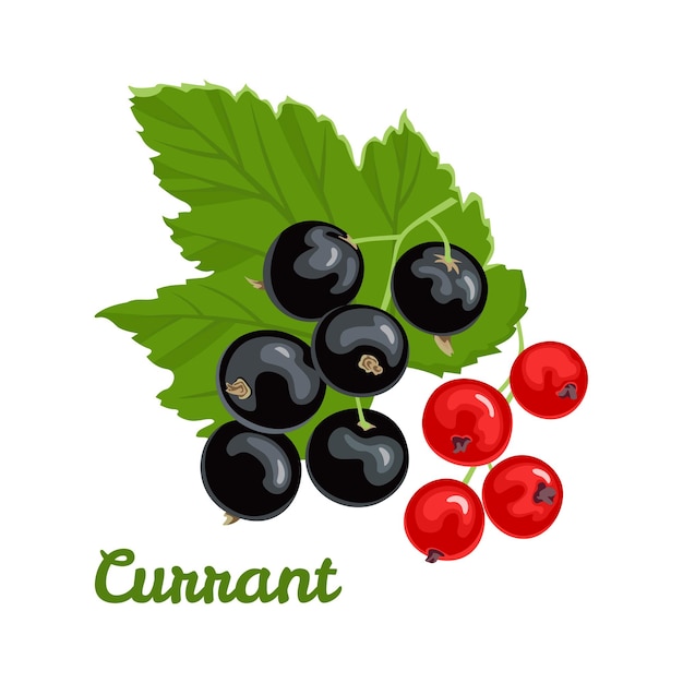 Vector red and black currant with green leaf