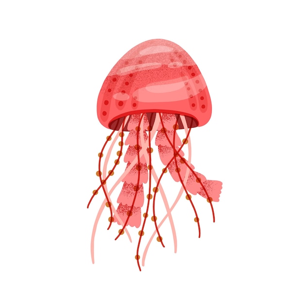 Red bright medusa isolated on white background. Marine jellyfish with tentacles. Beautiful aquatic animal or ocean creature. Flat vector cartoon textured illustration of swimming red jelly fish.