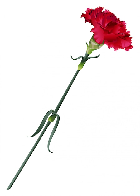 Red carnation flower isolated on white