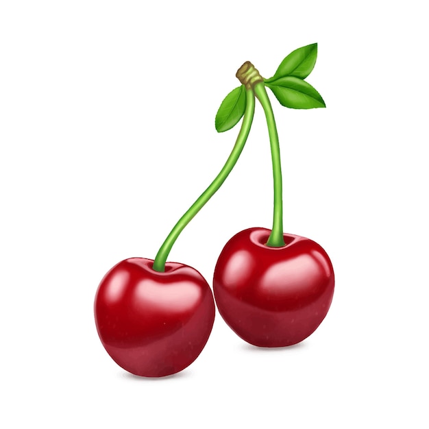 Red cherries painted on white