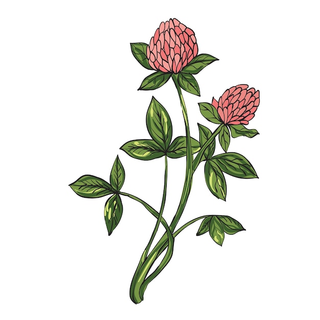 Vector red clover vector illustration hand drawing style