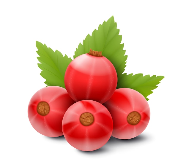 Red currant Realistic 3d vector illustration of berries and green leaves isolated on white background