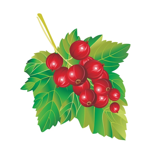 red currant with leaves isolated on white