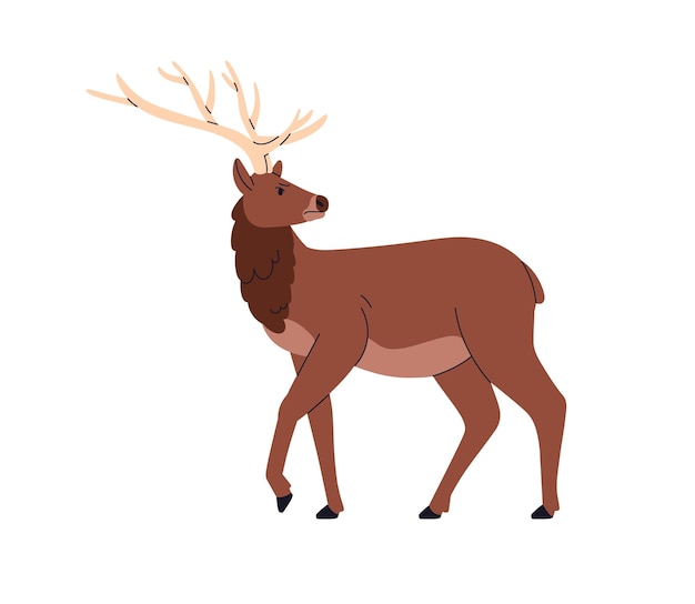 Red deer, wild horned animal. European forest herbivorous mammal with antlers. Stag profile, standing, looking back. Cervus elaphus. Flat vector illustration isolated on white background.