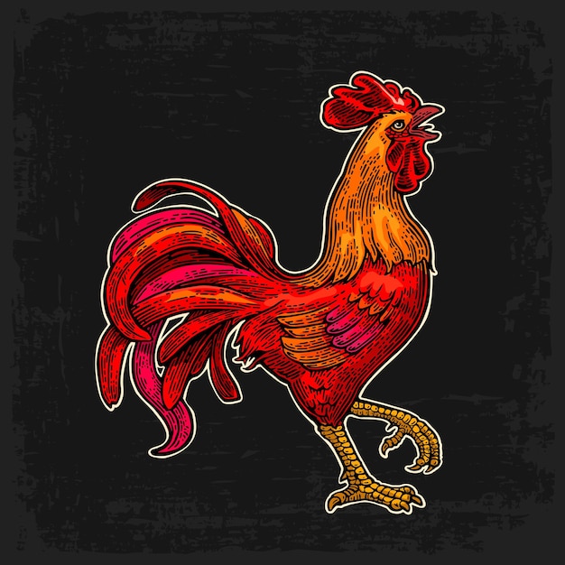 Red fiery rooster Vintage black vector engraving illustration