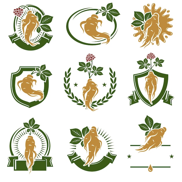 Red ginseng label and icon set Collection icon red ginseng Vector