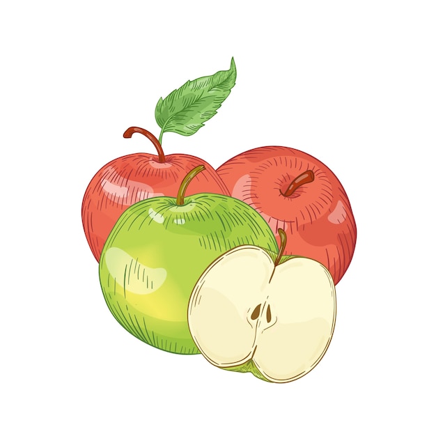 Red and green apples hand drawn vector illustration. Whole and half cut seasonal fruit with leaves isolated on white background. Healthy nutrition, organic product. Harvest season. Tasty vitamin.