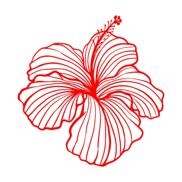 A red hibiscus flower with a hibiscus flower on a white background.