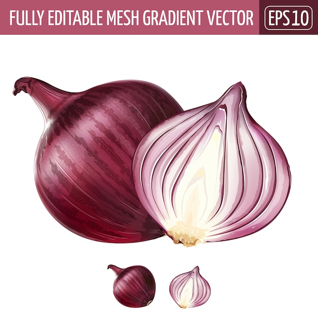 Red onion illustration on white