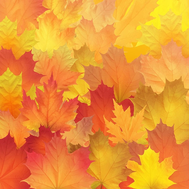 Red orange brown and yellow autumn leaves vector