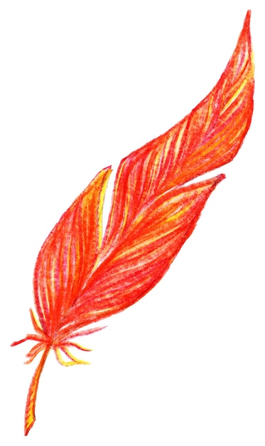 Red orange yellow bird feather vector single isolated