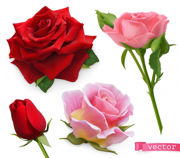 Red and pink roses. 3d realistic vector set