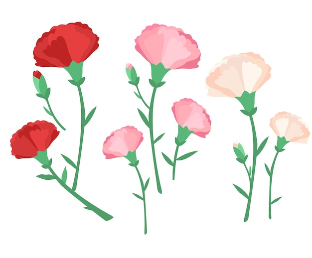 red pink white carnation illustration set flower floral isolated leaf mother's day Vector drawing