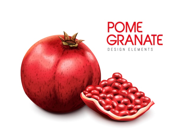 Vector red pomegranate illustration