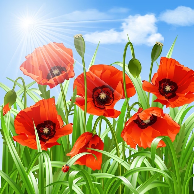 Red poppies in grass vector