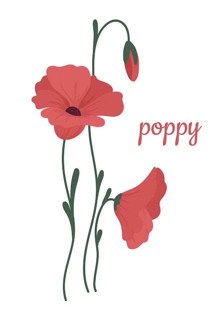 Vector red poppy flowers and buds