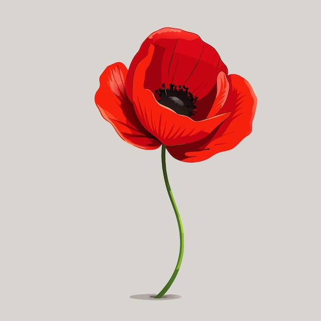 Vector a red poppy with a green stem and a white background