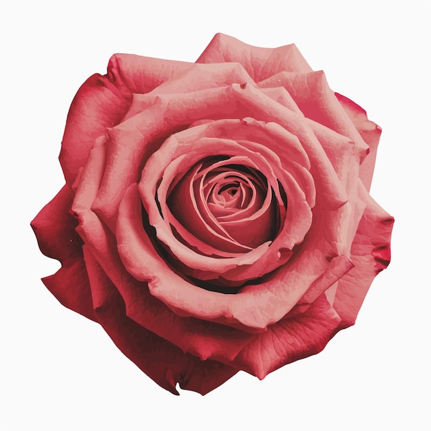 red romantic rose flower isolated digital art on white background