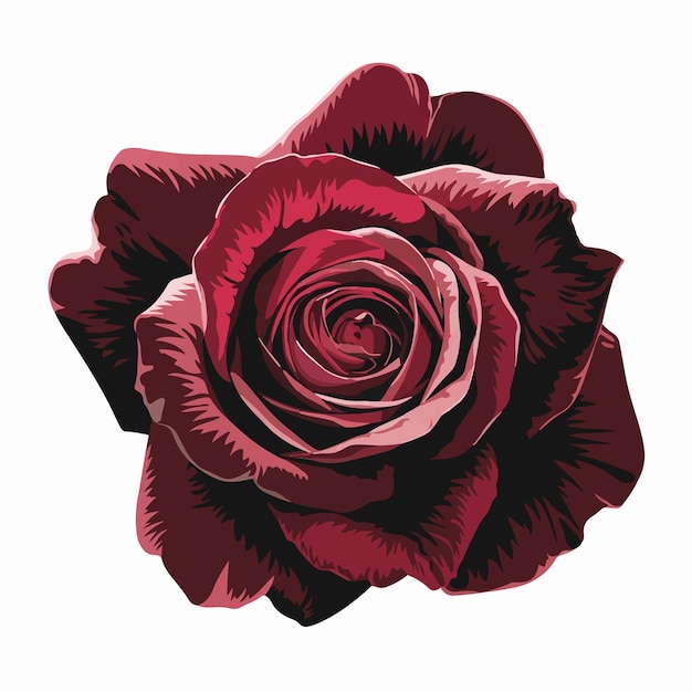 red romantic rose flower isolated digital art on white background