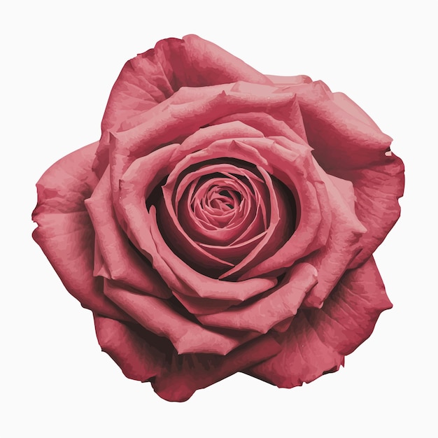 Vector red romantic rose flower isolated digital art on white background